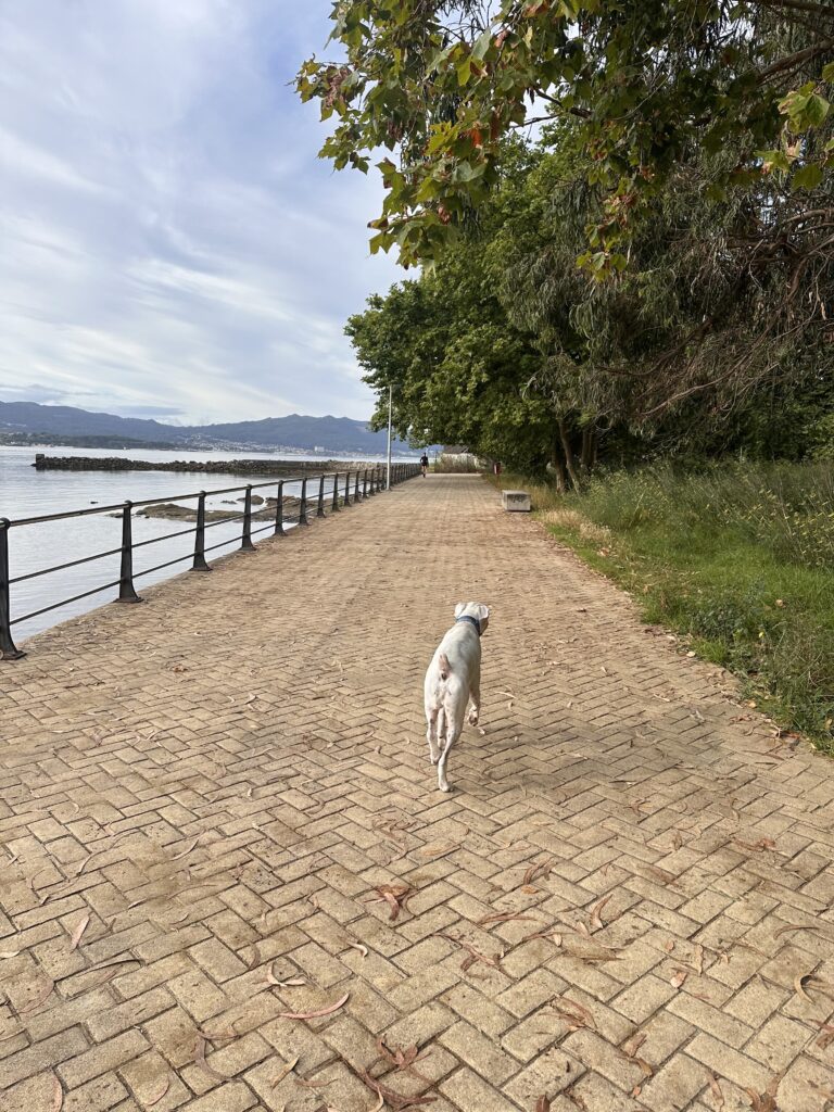 Bóxer blanco paseando por un paseo marítimo en la ría de Vigo, con montañas al fondo