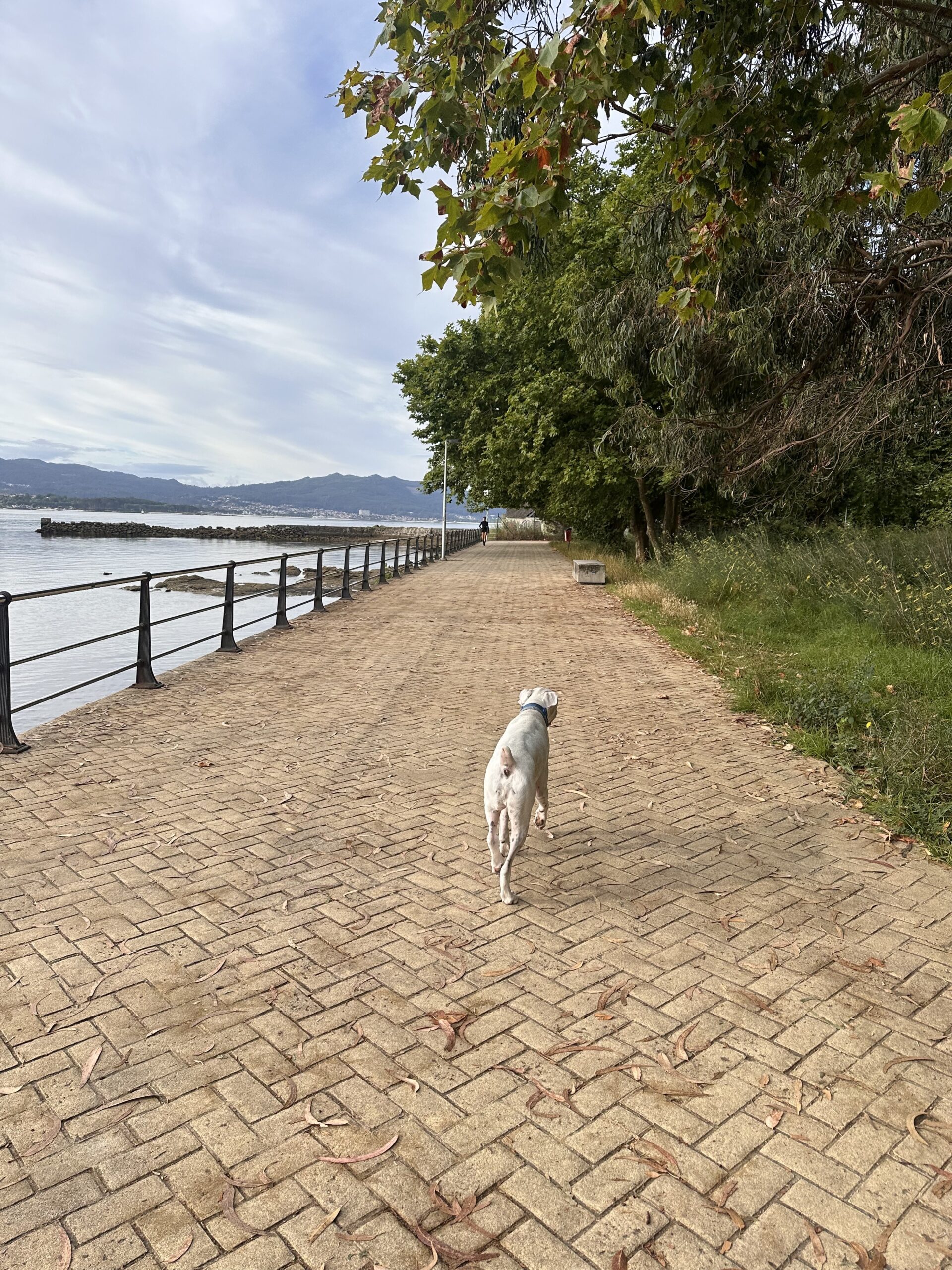 Bóxer blanco paseando por un paseo marítimo en la ría de Vigo, con montañas al fondo