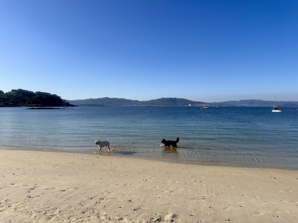 Bóxer blanco y otro perro bañándose en una playa de la ría de Vigo con barcos al fondo