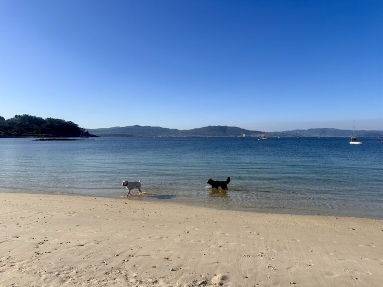 Escapadas con perro en España: guía completa para viajar con tu mascota