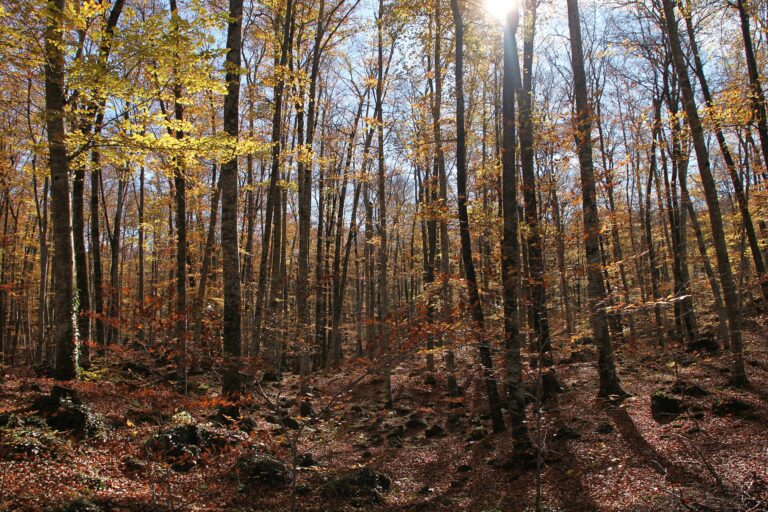 Los 10 hayedos más bonitos de España para ver el otoño