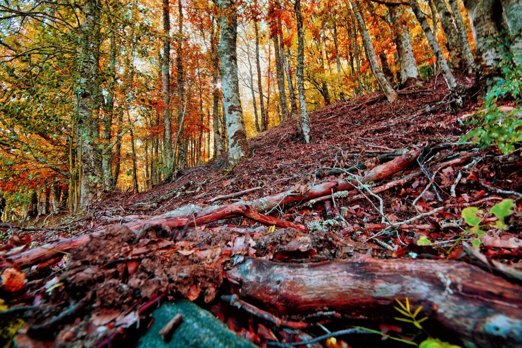 Hayedo de Montejo de la Sierra en otoño