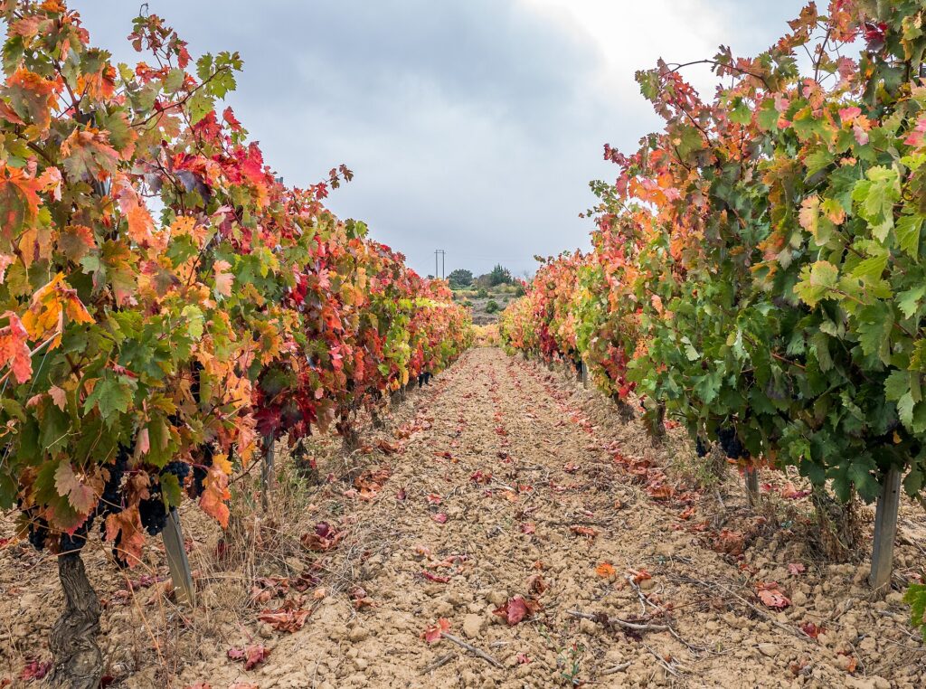 Laguardia rodeada de viñedos en Rioja Alavesa