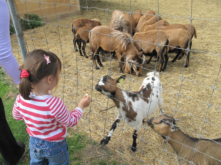 Granjas escuela y casas rurales con actividades para niños: cómo elegir y qué preguntar